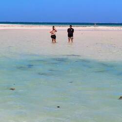 Junge Riffhaie an der Küste