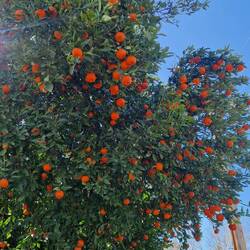 Salome's Highlight ist der Orangen- und der Mandarinenbaum im Garten des Airbnb's ☺️