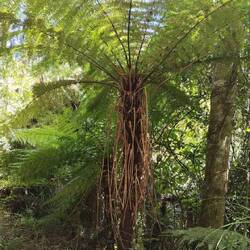 Faszinierend, diese baumhohen Farne