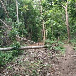 Path is going around many fallen trees