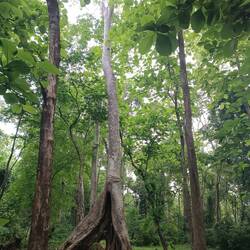 Awesome jungle trees