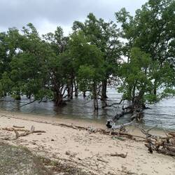 Soon afterwards the mangroves dominated the coastal areas