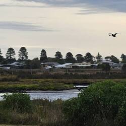We even saw swans flying! They look so funky with their long neck