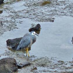 We encountered some interesting birds like this herron