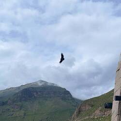 Ein atemberaubendes Tier