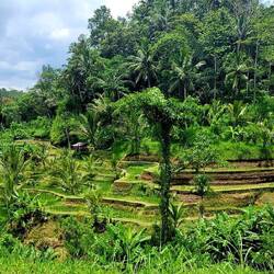 Tegallalang Rice Terraces in Ubud