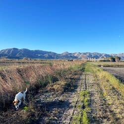 Reisplantagen im Marjal