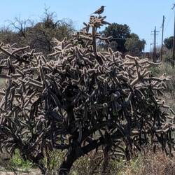 Bird on cholla. Don't know what kind.