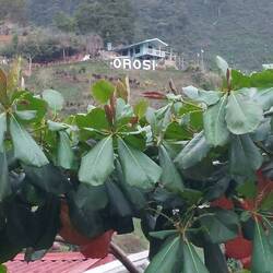 ... oder weiter fahren in kühlere Ecken. Orosi mit eigenem Hollywood- Schriftzug