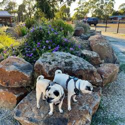 Enclosed dog park with ponds, a beach, bridges and lots to explore