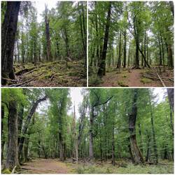 Lothlorien, oder einfach ein schöner Wald.