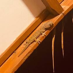 Unser Zimmerkamerad 🦎😍