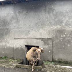 Da steht ne Kuh auf dem Flur