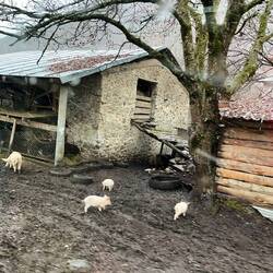 Viele kleine Schweine