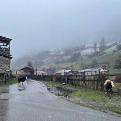 Die Tierwelt ist Teil der Dorfgemeinschaft