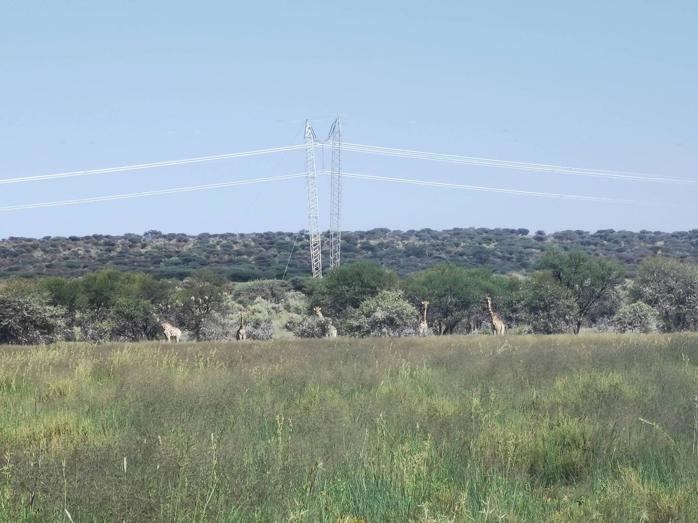 Giraffen