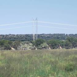 Giraffen