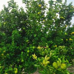 Lemontree