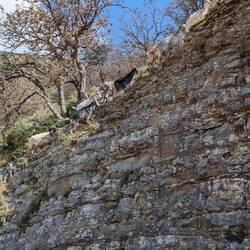 Elles sont chez elles