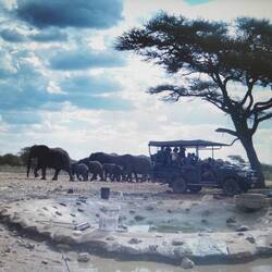 Elefanten direkt hinter uns