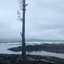 Lone tree growing out of rocks