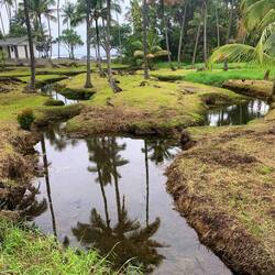 Hawaiian refrigerator