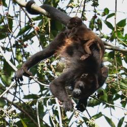 Howler monkeys