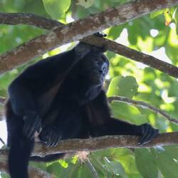 Haben eine sehr menschliche Mimik