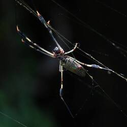 Es folgt das Gruselkabinett: Spinnen, Schlangen, Frösche