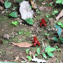 Baumfrösche, haben wir später an der Unterkunft gesehen