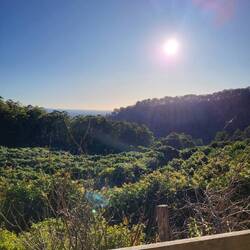 Das sind alles Avocado-Bäume🥑