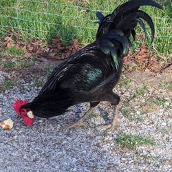 Gockel mit Metallic-Lackierung 😉