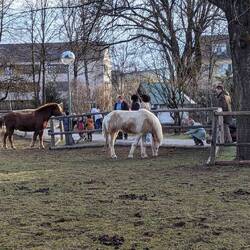 Die Pferde genießen die Streicheleinheiten