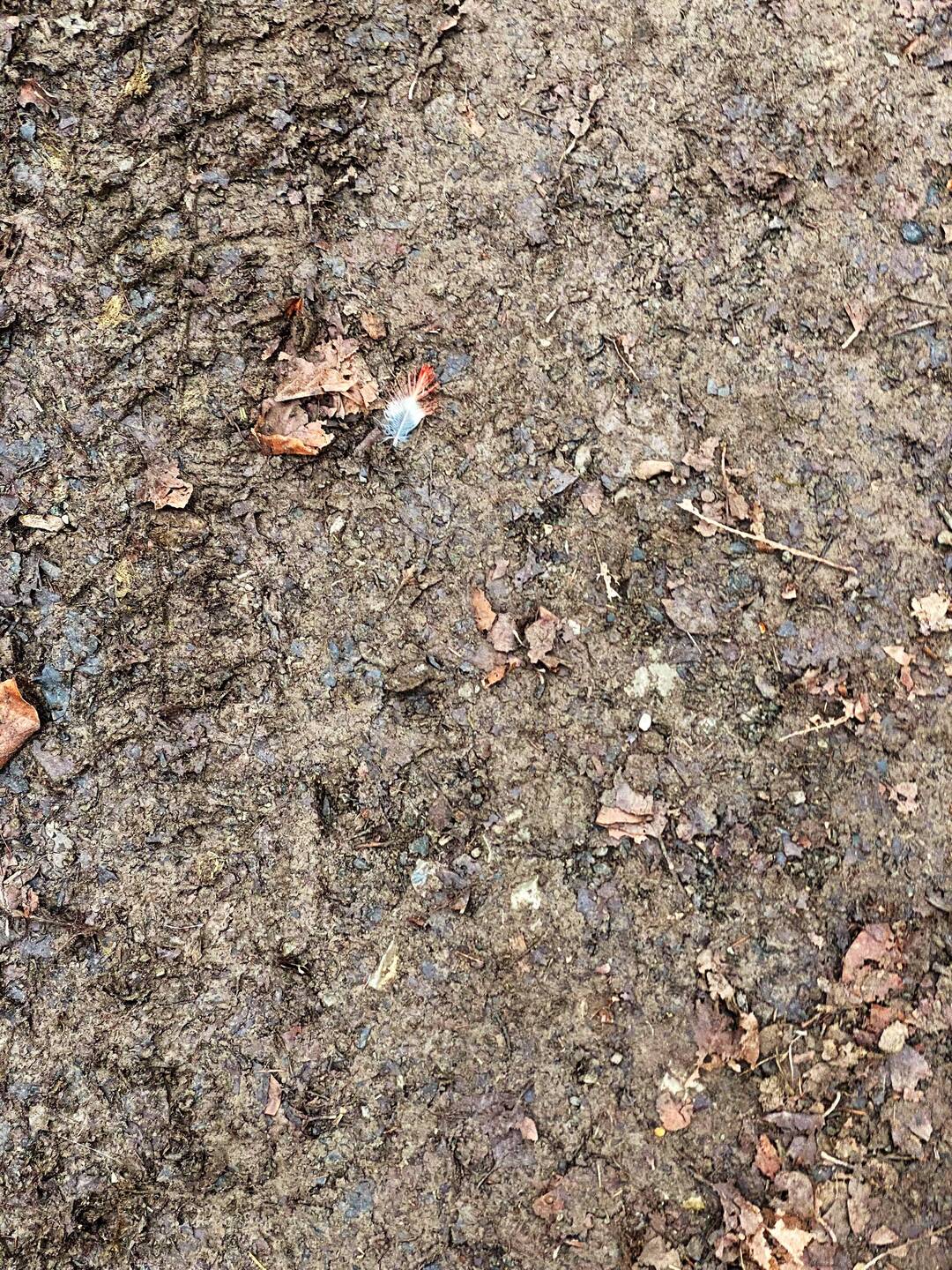 Welcher Vogel trägt diese Feder?