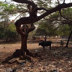 La pitance des vaches....