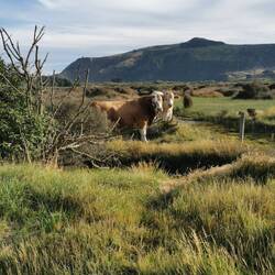 Das si mau Munis 😅