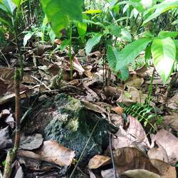 ... und ganz viele kleine 🥑