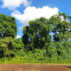 Riesige Avocadobäume 🥑