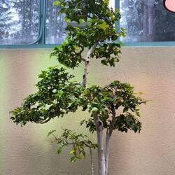 The Suriname cherry tree at the Bonsai Museum. This tree even had fruit!