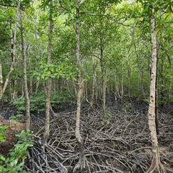 Mangroves