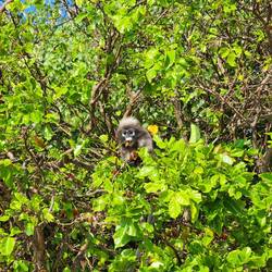 Monkeys in the trees on the beach