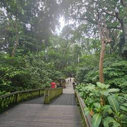 The monkey forest