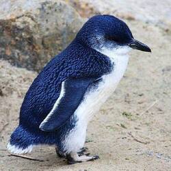 Beispielfoto Blue Penguin