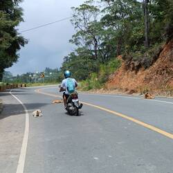 Dogs here are not bothered by traffic, at all.