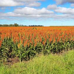 Sourgum crop