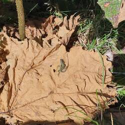 Hallo kleiner Freund.