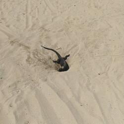 Die Meerechse gräbt mitten am Strand ein Loch zum Eierlegen