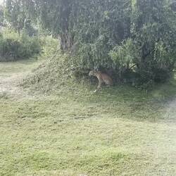 Die Büffeljungen im Blick