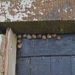 Snails on the door of the domed building