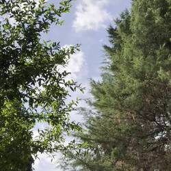 Der Garten zum Mittagsschlaf unter den Bäumen. Die Papageiengeräusche waren sehr erfrischend :)